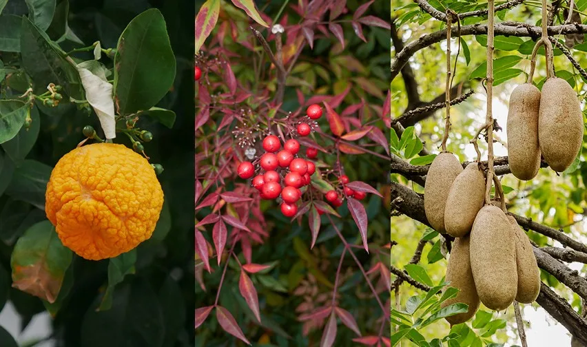 Natural doesn't mean safe - risk of botanicals in supplements and medications